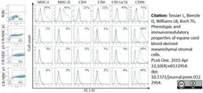 Anti Horse MHC Class I Monomorphic Antibody, clone CVS22 gallery image 4