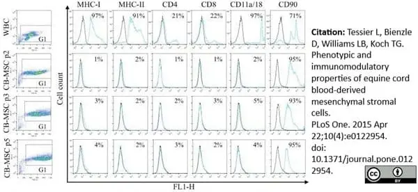 Anti Horse MHC Class I Monomorphic Antibody, clone CVS22 gallery image 4