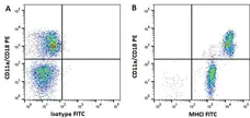 Anti Horse MHC Class I Monomorphic Antibody, clone CVS22 gallery image 5