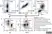 Anti Horse MHC Class II Monomorphic Antibody, clone CVS20 thumbnail image 5
