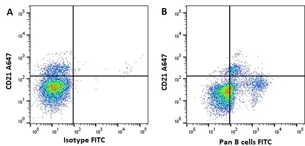 Anti Horse Pan B-Cells Antibody, clone CVS36 gallery image 4