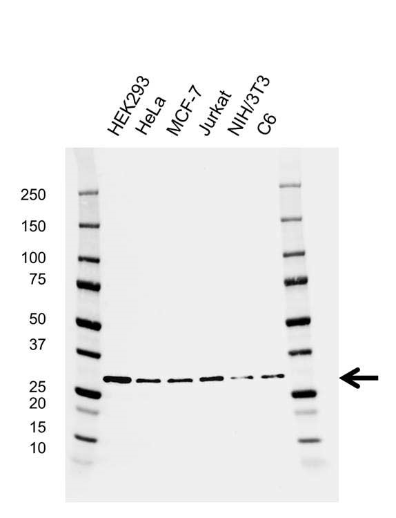 Anti 14 3 3 Epsilon Antibody Clone Ab011g9 Precisionab