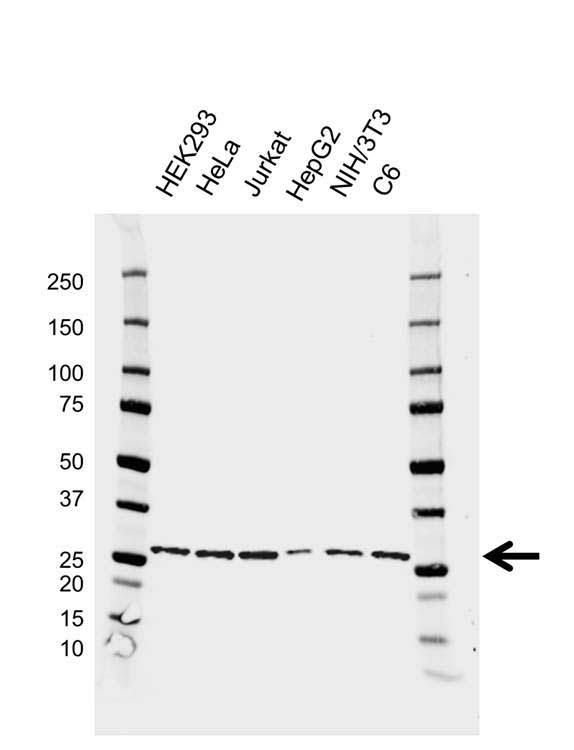 Anti 14-3-3 Theta Antibody, clone AB03/2D8 (PrecisionAb Monoclonal Antibody) gallery image 1