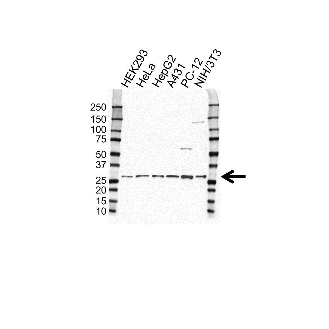 Anti 14-3-3 Zeta/Delta Antibody (PrecisionAb Monoclonal Antibody) gallery image 1