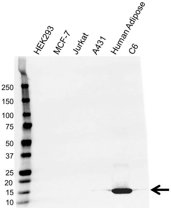 Anti A-FABP Antibody, clone 9B8D (PrecisionAb Monoclonal Antibody) gallery image 1
