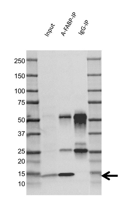 Anti A-FABP Antibody, clone 9B8D (PrecisionAb Monoclonal Antibody) gallery image 2