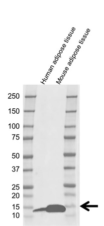 Anti A-FABP Antibody (PrecisionAb Monoclonal Antibody) gallery image 1