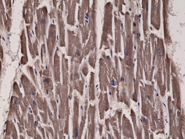 Anti Acetyl Coa Carboxylase Antibody, clone RM232 gallery image 2