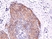 Anti Acetyl Coa Carboxylase (pSer79) Antibody, clone RM270 (PrecisionAb Monoclonal Antibody) thumbnail image 2