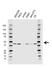 Anti Actin Alpha 2 Antibody (PrecisionAb Monoclonal Antibody) thumbnail image 1