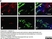 Anti Human Actin Alpha (Smooth Muscle) Antibody, clone 1A4 thumbnail image 1