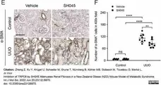Anti Human Actin Alpha (Smooth Muscle) Antibody, clone 1A4 gallery image 2