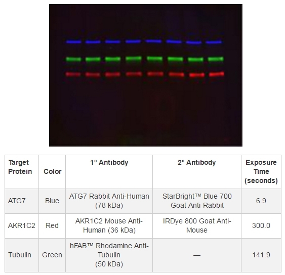 ANTI-ACTIN hFAB™ Rhodamine Antibody Antibody, clone AbD22606 gallery image 2