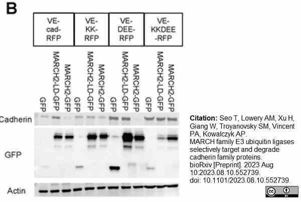 ANTI-ACTIN hFAB™ Rhodamine Antibody Antibody, clone AbD22606 gallery image 3