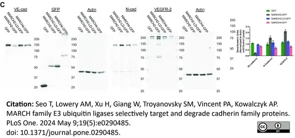 ANTI-ACTIN hFAB™ Rhodamine Antibody Antibody, clone AbD22606 gallery image 6