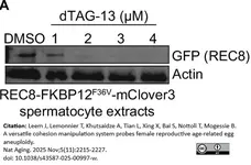 ANTI-ACTIN hFAB™ Rhodamine Antibody Antibody, clone AbD22606 gallery image 7