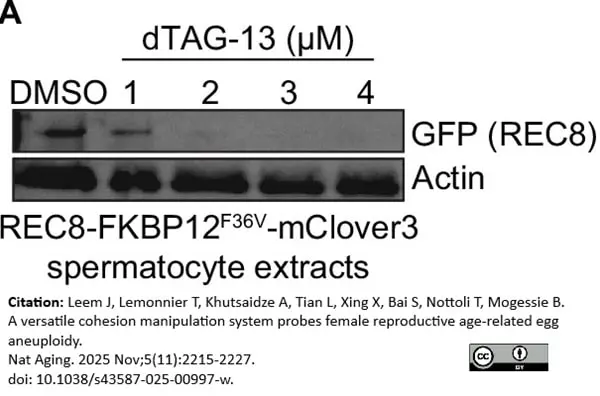 ANTI-ACTIN hFAB™ Rhodamine Antibody Antibody, clone AbD22606 gallery image 7