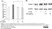 ANTI-ACTIN hFAB™ Rhodamine Antibody Antibody, clone AbD22606 thumbnail image 8