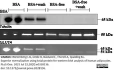 ANTI-ACTIN hFAB™ Rhodamine Antibody Antibody, clone AbD22606 gallery image 9