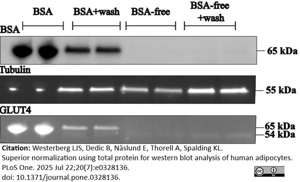 ANTI-ACTIN hFAB™ Rhodamine Antibody Antibody, clone AbD22606 gallery image 9