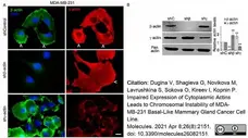 Anti Human Actin Beta Antibody, clone 4C2 gallery image 10