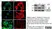 Anti Human Actin Beta Antibody, clone 4C2 thumbnail image 10