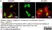 Anti Human Actin Beta Antibody, clone 4C2 thumbnail image 11