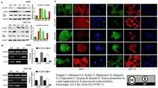 Anti Human Actin Beta Antibody, clone 4C2 gallery image 2