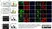 Anti Human Actin Beta Antibody, clone 4C2 thumbnail image 2