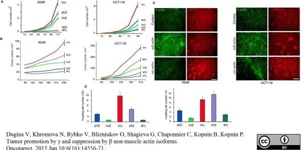 Anti Human Actin Beta Antibody, clone 4C2 gallery image 3