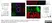 Anti Human Actin Beta Antibody, clone 4C2 thumbnail image 4