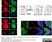 Anti Human Actin Beta Antibody, clone 4C2 thumbnail image 5