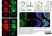Anti Human Actin Beta Antibody, clone 4C2 thumbnail image 5