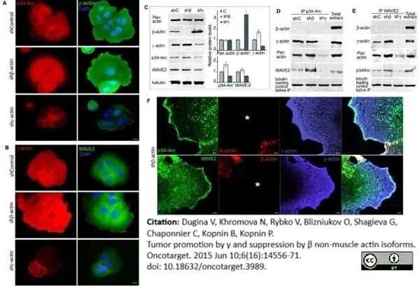 Anti Human Actin Beta Antibody, clone 4C2 gallery image 5
