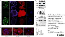 Anti Human Actin Beta Antibody, clone 4C2 gallery image 6
