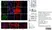 Anti Human Actin Beta Antibody, clone 4C2 thumbnail image 6
