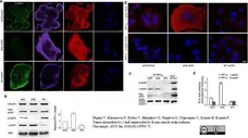 Anti Human Actin Beta Antibody, clone 4C2 gallery image 7