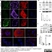 Anti Human Actin Beta Antibody, clone 4C2 thumbnail image 7