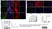 Anti Human Actin Beta Antibody, clone 4C2 thumbnail image 7