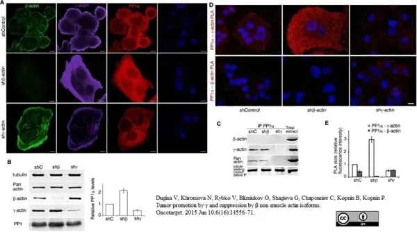 Anti Human Actin Beta Antibody, clone 4C2 gallery image 7