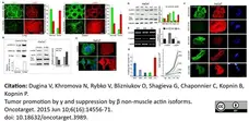Anti Human Actin Beta Antibody, clone 4C2 gallery image 8