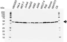 Anti Actin Beta Antibody, clone 4C2 (PrecisionAb Monoclonal Antibody) gallery image 1