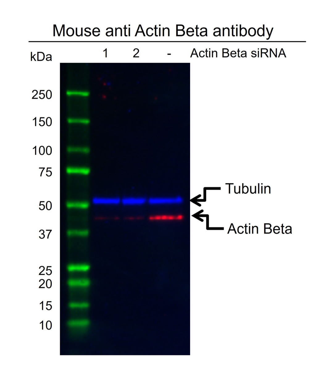 Anti Actin Beta Antibody, clone 4C2 (PrecisionAb Monoclonal Antibody) gallery image 2