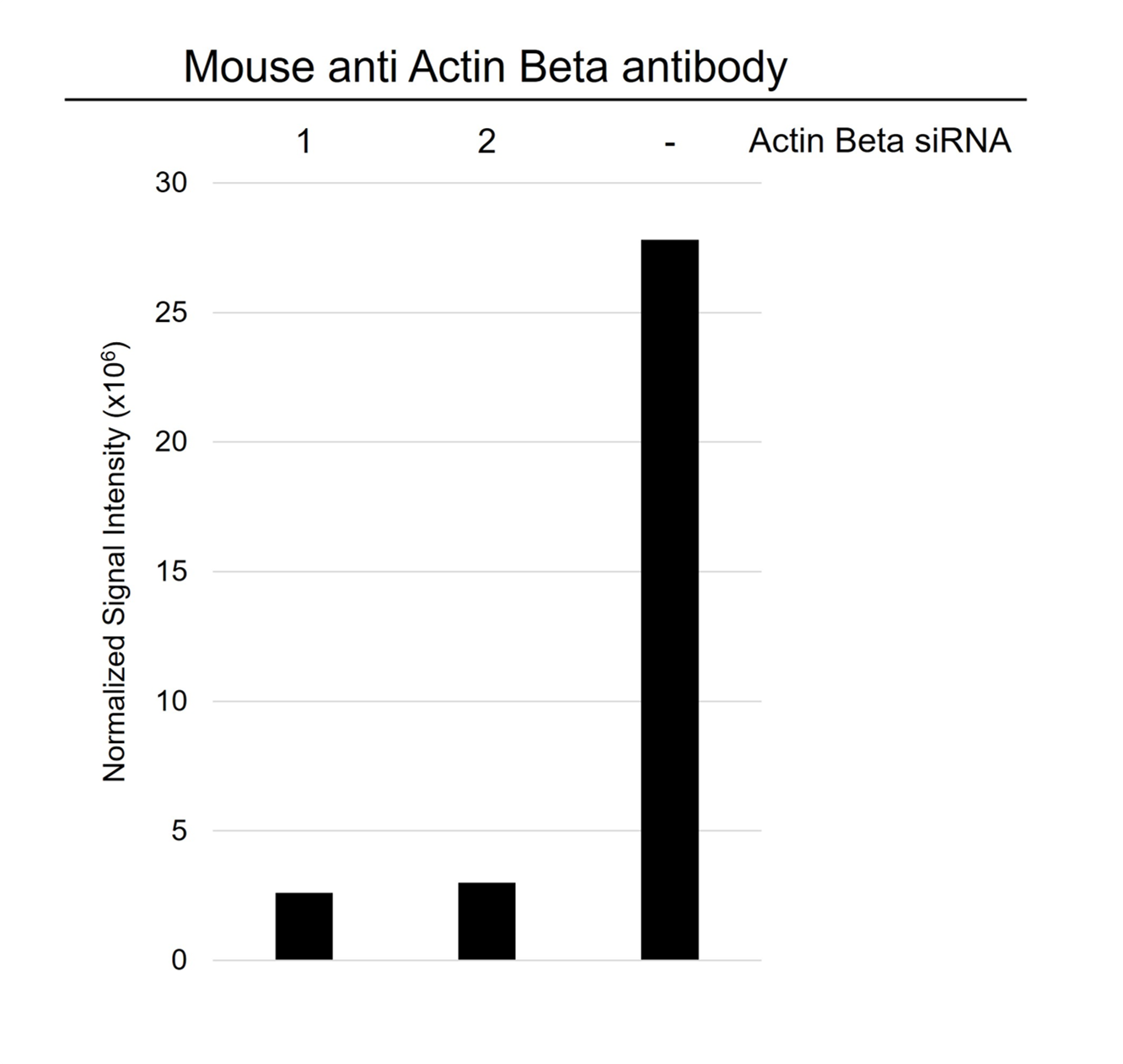 Anti Actin Beta Antibody, clone 4C2 (PrecisionAb Monoclonal Antibody) gallery image 3