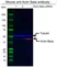 Anti Actin Beta Antibody, clone 4C2 (PrecisionAb Monoclonal Antibody) thumbnail image 3
