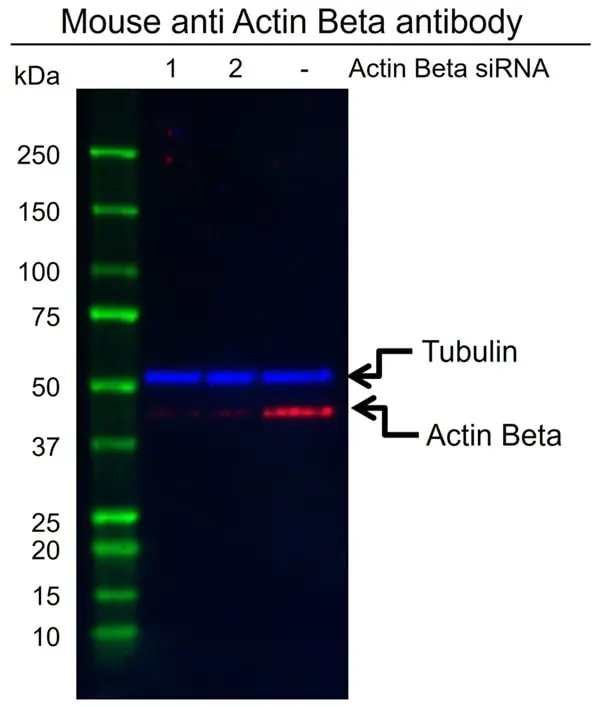 Anti Actin Beta Antibody, clone 4C2 (PrecisionAb Monoclonal Antibody) gallery image 3