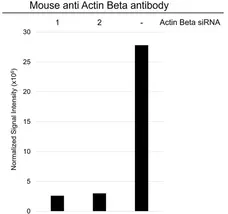 Anti Actin Beta Antibody, clone 4C2 (PrecisionAb Monoclonal Antibody) gallery image 4