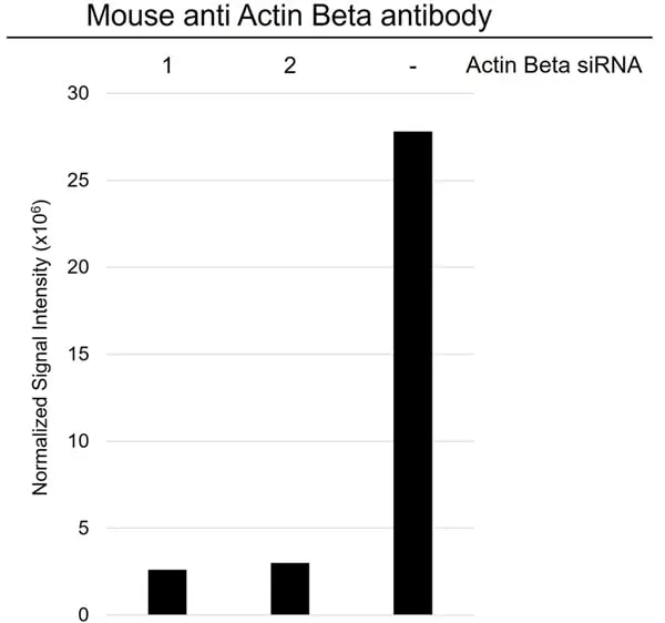Anti Actin Beta Antibody, clone 4C2 (PrecisionAb Monoclonal Antibody) gallery image 4