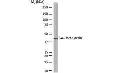 Anti Human Actin Beta Antibody, clone AbD12141 gallery image 1