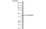 Anti Human Actin Beta Antibody, clone AbD12141 thumbnail image 1